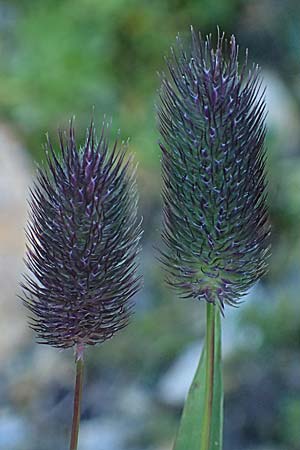 Phleum rhaeticum \ R�tisches Alpen-Lieschgras, A Gro&szlig;glockner 11.8.2025