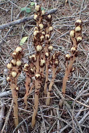 Monotropa hypopitys \ Gew&ouml;hnlicher Fichtenspargel / Yellow Bird's-Nest, A Heiligenblut 11.8.2025