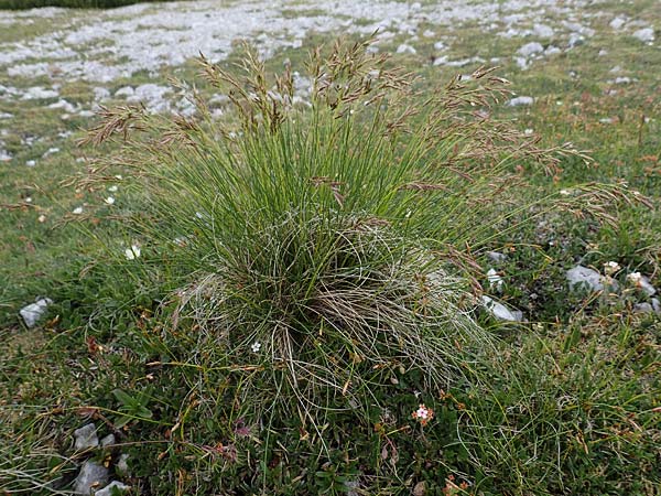 Festuca varia \ Gew&ouml;hnlicher Bunt-Schwingel / Spiky Fescue, A Trenchtling 3.7.2019