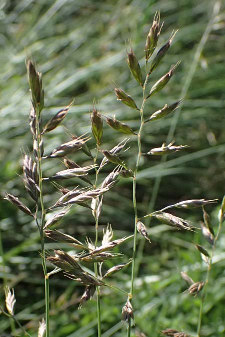 Festuca valesiaca ? \ Walliser Schwingel, A Hainburg 10.5.2025