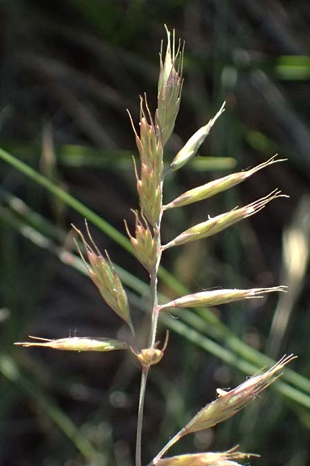Festuca valesiaca ? \ Walliser Schwingel, A Hainburg 10.5.2025
