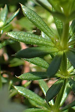 Galium anisophyllon \ Ungleichbl&auml;ttriges Labkraut / Alpine Bedstraw, A Lawinenstein 5.7.2020