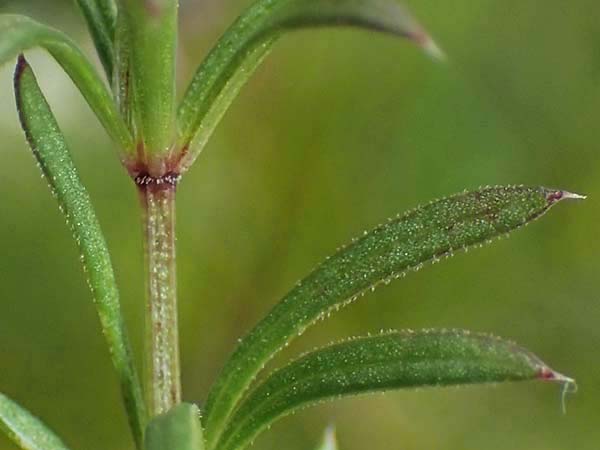 Galium anisophyllon \ Ungleichbl&auml;ttriges Labkraut / Alpine Bedstraw, A Seckauer Tauern, Brandst&auml;tter T&ouml;rl 27.7.2021