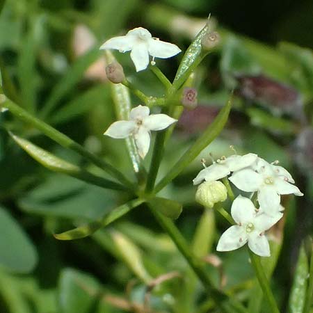 Galium anisophyllon \ Ungleichbl&auml;ttriges Labkraut / Alpine Bedstraw, A Admont 5.7.2024