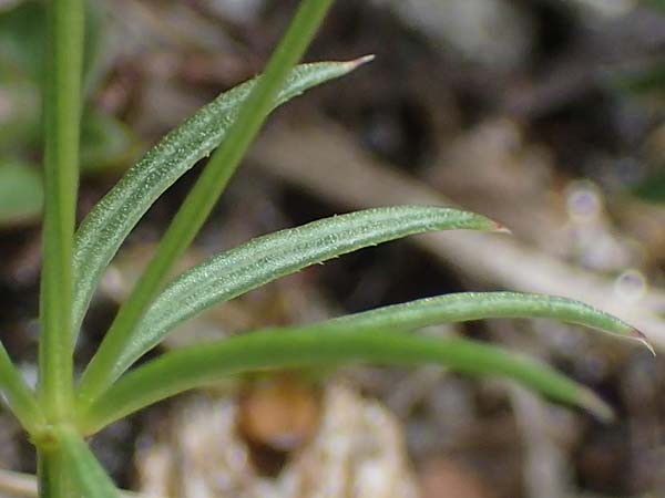 Galium anisophyllon \ Ungleichbl&auml;ttriges Labkraut / Alpine Bedstraw, A Pusterwald, Eiskar 29.6.2021