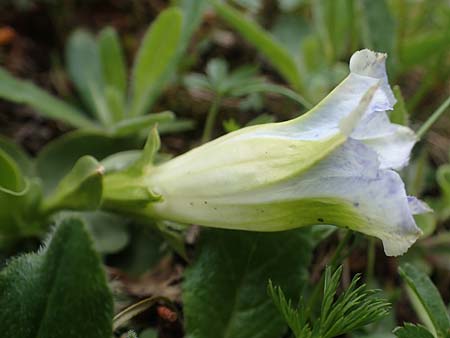 Gentiana acaulis \ Kochs Enzian, Silikat-Glocken-Enzian / Stemless Gentian, A Niedere Tauern, S&ouml;lk-Pass 2.7.2021