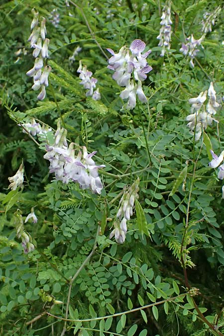 Galega officinalis \ Geiraute / Goat's Rue, A Admont 7.7.2024