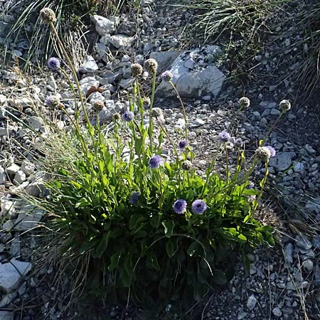 Globularia bisnagarica \ Gew�hnliche Kugelblume / Common Globularia, A Hainburg 10.5.2025