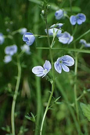 Veronica chamaedrys subsp. vindobonensis \ Wiener Gamander-Ehrenpreis, Drsiger Gamander-Ehrenpreis, A Fehhaube 9.5.2025
