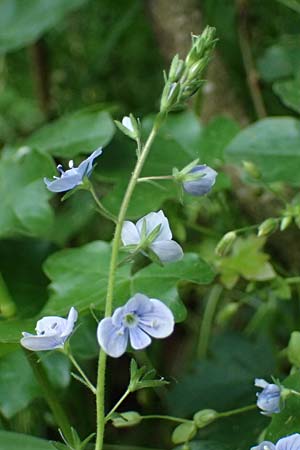 Veronica chamaedrys subsp. vindobonensis \ Wiener Gamander-Ehrenpreis, Drsiger Gamander-Ehrenpreis, A Fehhaube 9.5.2025