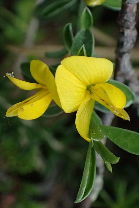 Genista pilosa \ Heide-Ginster, Behaarter Ginster, A Bad Vöslau 12.5.2025