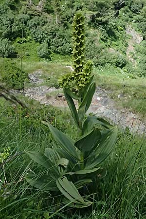 Veratrum album subsp. lobelianum \ Gr�ner Germer, A Kolm Saigurn 2.7.2025