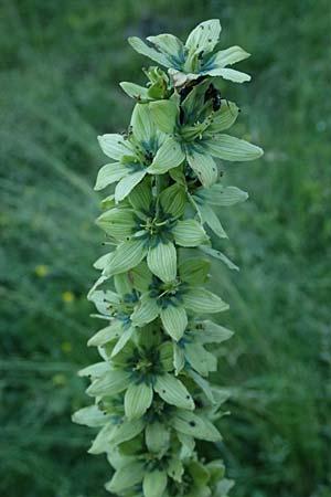 Veratrum album subsp. lobelianum \ Gr�ner Germer, A Kolm Saigurn 2.7.2025