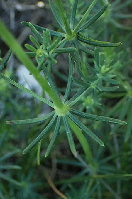 Galium glaucum \ Blaugr&uuml;nes Labkraut / Glaucous Bedstraw, Waxy Bedstraw, A Hainburg 10.5.2025
