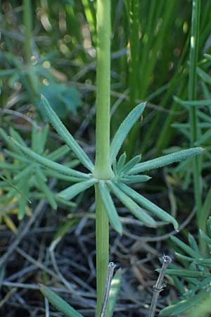 Galium glaucum \ Blaugr&uuml;nes Labkraut / Glaucous Bedstraw, Waxy Bedstraw, A Hainburg 10.5.2025