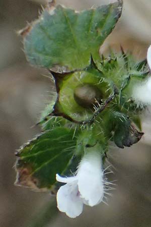 Galeopsis ladanum \ Breitblttriger Hohlzahn / Broad-Leaved Hemp-Nettle, Red Hemp-Nettle, A Bad Leonfelden 12.8.2024