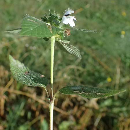 Galeopsis ladanum \ Breitblttriger Hohlzahn / Broad-Leaved Hemp-Nettle, Red Hemp-Nettle, A Bad Leonfelden 13.8.2024