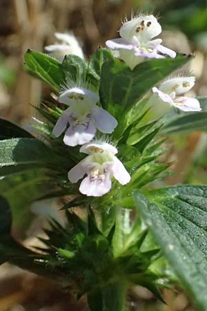 Galeopsis ladanum \ Breitblttriger Hohlzahn / Broad-Leaved Hemp-Nettle, Red Hemp-Nettle, A Bad Leonfelden 13.8.2024