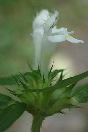 Galeopsis ladanum \ Breitblttriger Hohlzahn / Broad-Leaved Hemp-Nettle, Red Hemp-Nettle, A Kaprun 10.8.2025