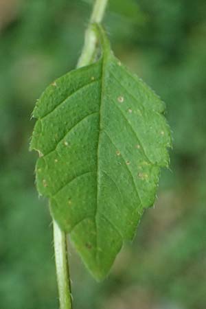 Galeopsis ladanum \ Breitblttriger Hohlzahn / Broad-Leaved Hemp-Nettle, Red Hemp-Nettle, A Kaprun 10.8.2025