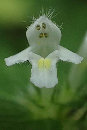 Galeopsis ladanum \ Breitblttriger Hohlzahn / Broad-Leaved Hemp-Nettle, Red Hemp-Nettle, A Kaprun 10.8.2025