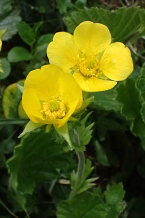 Geum montanum \ Berg-Nelkenwurz / Alpine Avens, A Admont 5.7.2024