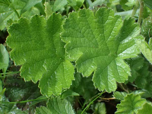 Geum montanum \ Berg-Nelkenwurz / Alpine Avens, A Admont 5.7.2024
