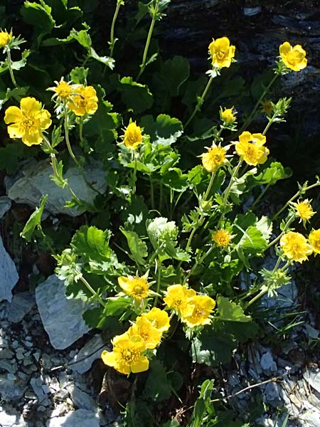 Geum montanum \ Berg-Nelkenwurz / Alpine Avens, A Bad Gastein 29.6.2025