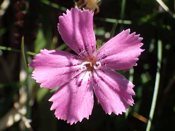 Dianthus glacialis \ Gletscher-Nelke /  Pink, A Wölzer Tauern, Hohenwart 29.7.2021