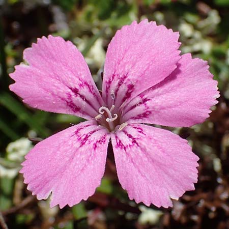 Dianthus glacialis \ Gletscher-Nelke /  Pink, A Wölzer Tauern, Hohenwart 29.7.2021