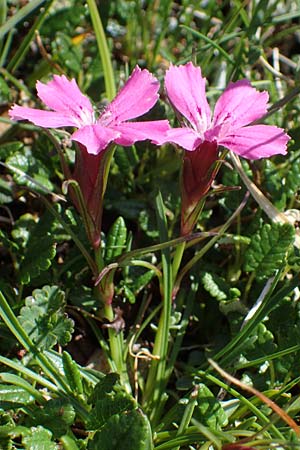 Dianthus glacialis \ Gletscher-Nelke /  Pink, A Wölzer Tauern, Hohenwart 29.7.2021