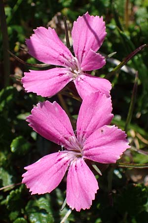 Dianthus glacialis \ Gletscher-Nelke /  Pink, A Wölzer Tauern, Hohenwart 29.7.2021