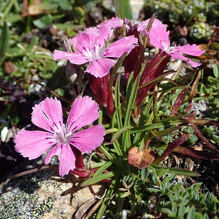 Dianthus glacialis \ Gletscher-Nelke /  Pink, A Wölzer Tauern, Hohenwart 29.7.2021
