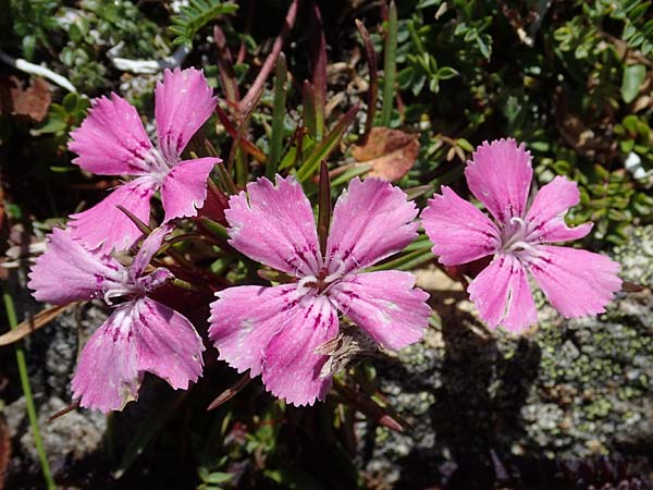 Dianthus glacialis \ Gletscher-Nelke /  Pink, A Wölzer Tauern, Hohenwart 29.7.2021