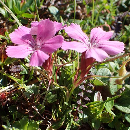 Dianthus glacialis \ Gletscher-Nelke /  Pink, A Wölzer Tauern, Hohenwart 29.7.2021