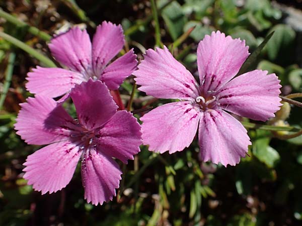 Dianthus glacialis \ Gletscher-Nelke /  Pink, A Wölzer Tauern, Hohenwart 29.7.2021