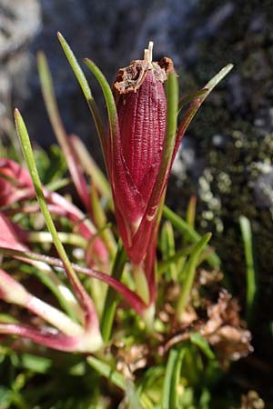 Dianthus glacialis \ Gletscher-Nelke /  Pink, A Wölzer Tauern, Hohenwart 29.7.2021