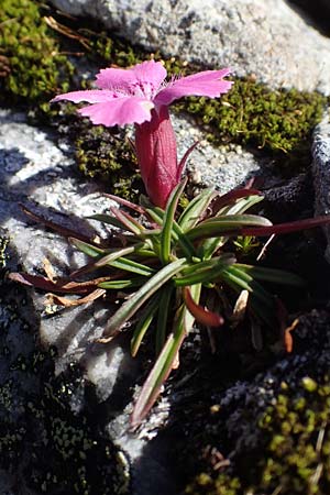 Dianthus glacialis \ Gletscher-Nelke /  Pink, A Wölzer Tauern, Hohenwart 29.7.2021