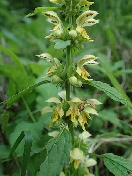 Lamium flavidum \ Blassgelbe Goldnessel / Pale Yellow Archangel, A Fronleiten 13.5.2025
