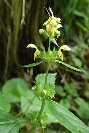 Lamium flavidum \ Blassgelbe Goldnessel / Pale Yellow Archangel, A Taxenbach 28.6.2025