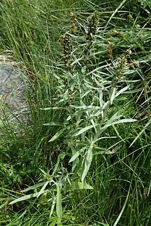 Gnaphalium norvegicum \ Norwegisches Ruhrkraut / Highland Cudweed, A Felbertal, Hintersee 4.7.2025