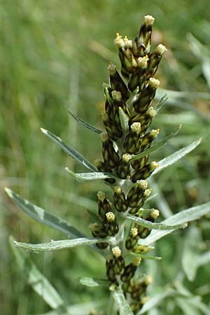 Gnaphalium norvegicum \ Norwegisches Ruhrkraut / Highland Cudweed, A Felbertal, Hintersee 4.7.2025