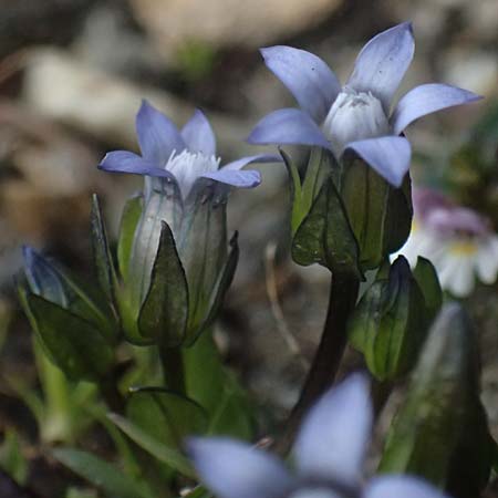 Gentiana nana \ Zwerg-Enzian, Zwerg-Haarschlund / Dwarf Gentian, A Gro&szlig;glockner 11.8.2025