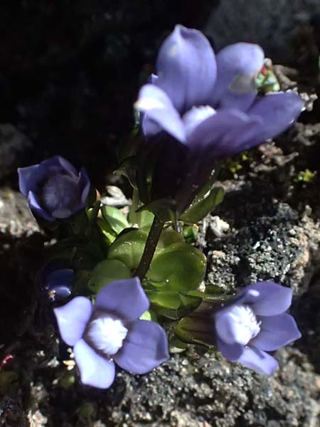 Gentiana nana \ Zwerg-Enzian, Zwerg-Haarschlund / Dwarf Gentian, A Gro&szlig;glockner 11.8.2025
