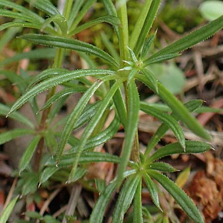 Galium anisophyllon \ Ungleichbl&auml;ttriges Labkraut / Alpine Bedstraw, A Schneealpe 30.6.2020