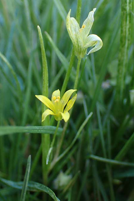 Gagea minima \ Kleiner Gelbstern, A Hainburg 3.4.2023