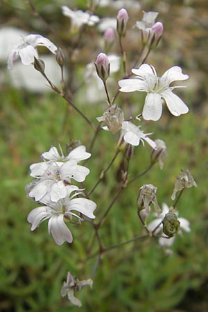 Gypsophila repens / Alpine Gypsophila, A Lechtal, Forchach 23.6.2011