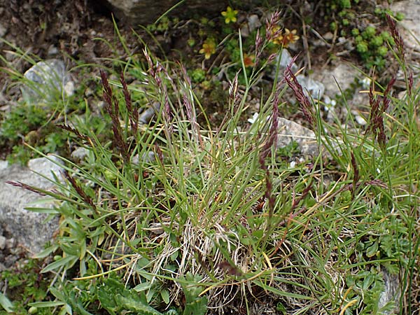 Agrostis rupestris \ Felsen-Strau�gras / Rock Bentgrass, A Seckauer Tauern, Brandst&auml;tter T&ouml;rl 27.7.2021