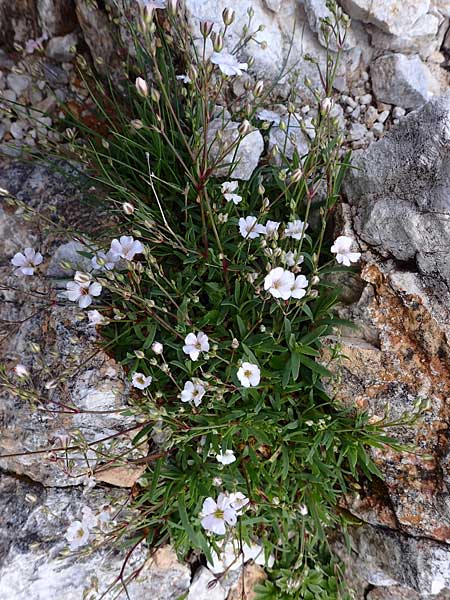 Gypsophila repens / Alpine Gypsophila, A Admont 5.7.2024