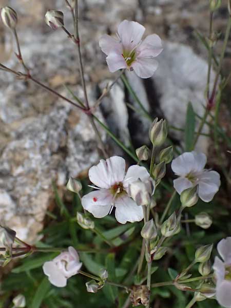 Gypsophila repens / Alpine Gypsophila, A Admont 5.7.2024